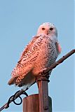 Snowy Owl